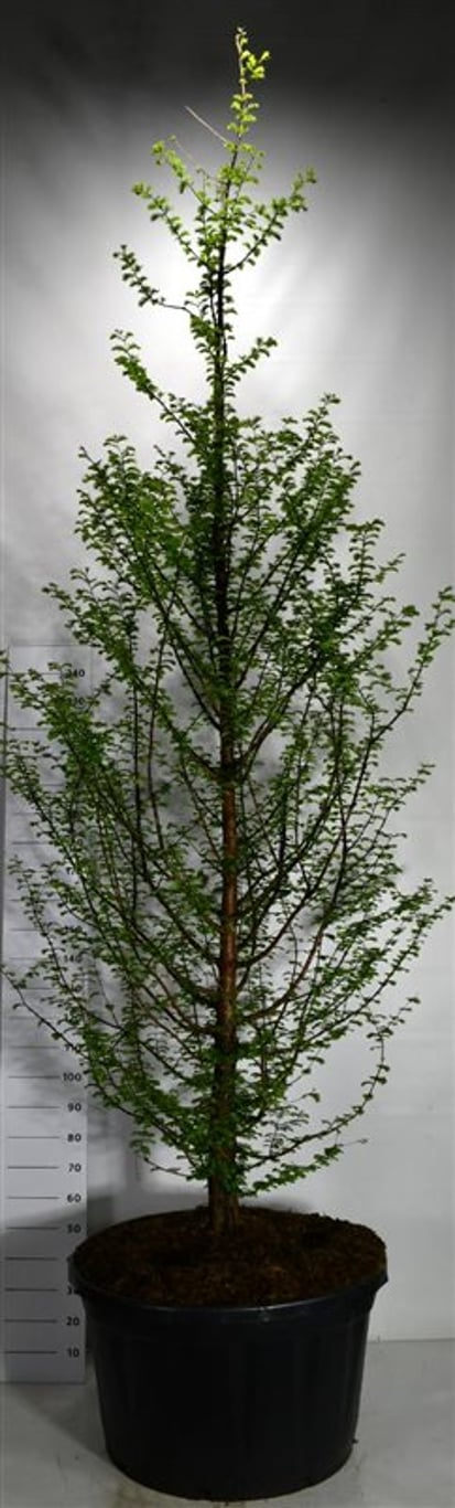 Metasequoia glyptostroboides - 300-350 CM in Cont.